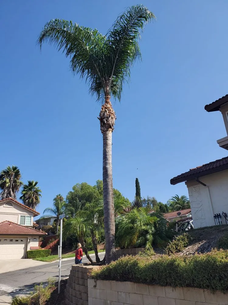 Trusted garden landscaping with custom design in Escondido, CA by Francisco Landscaping