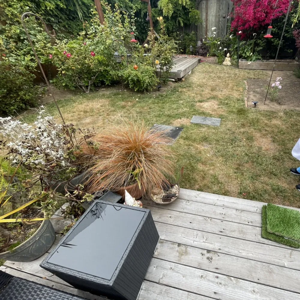 Reliable yard cleanup service in San Mateo, CA by Francisco Landscaping