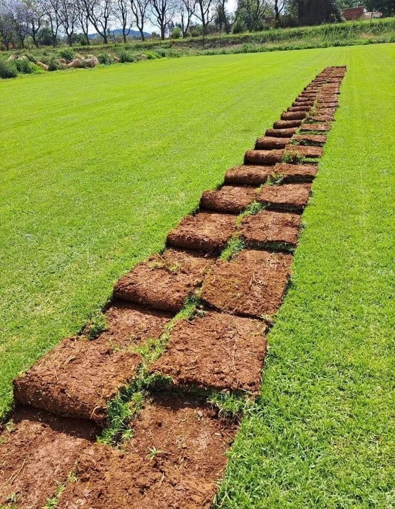 Local lawn care service experts serving Richmond, TX - Francisco Morales Lawn Service