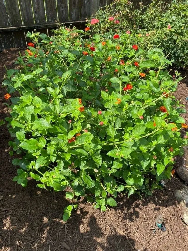 Custom landscaping services in Houston, TX - Francisco Service