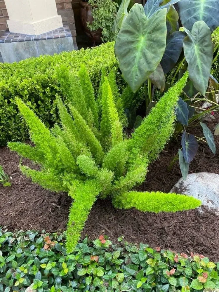 Custom landscaping services experts serving Houston, TX - Francisco Service