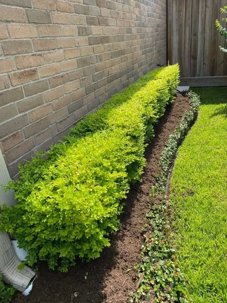Local landscaping services experts serving Houston, TX - Francisco Service