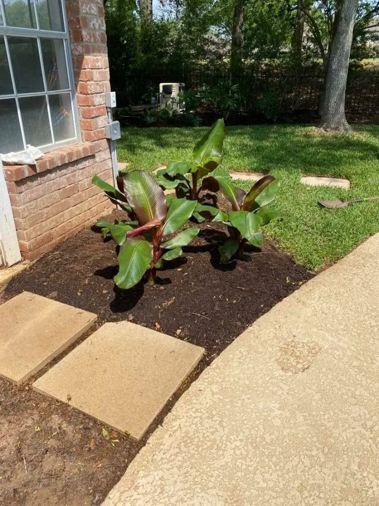 Local lawn care service in Houston, TX - Francisco Service