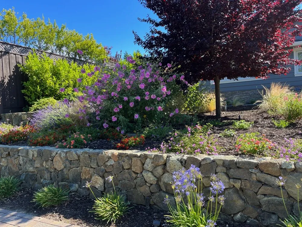 Expert lawn care service in Belmont, CA by Francisco Zarco Gardens Landscape