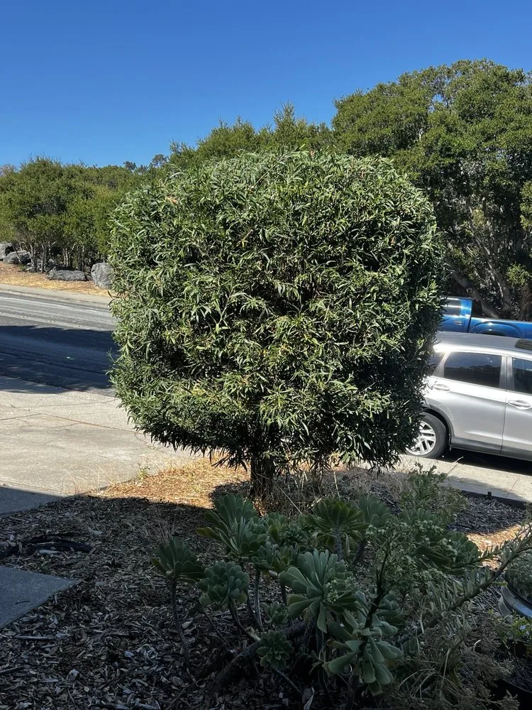 Local lawn care service with custom design in Belmont, CA by Francisco Zarco Gardens Landscape