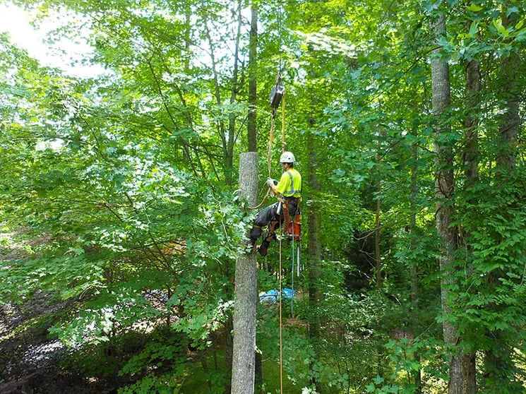 Local lawn care service experts serving Freeport, NY - Francisco's Diaz Landscaping & Tree Service