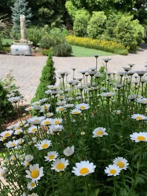 Francisco's Landscape Logo