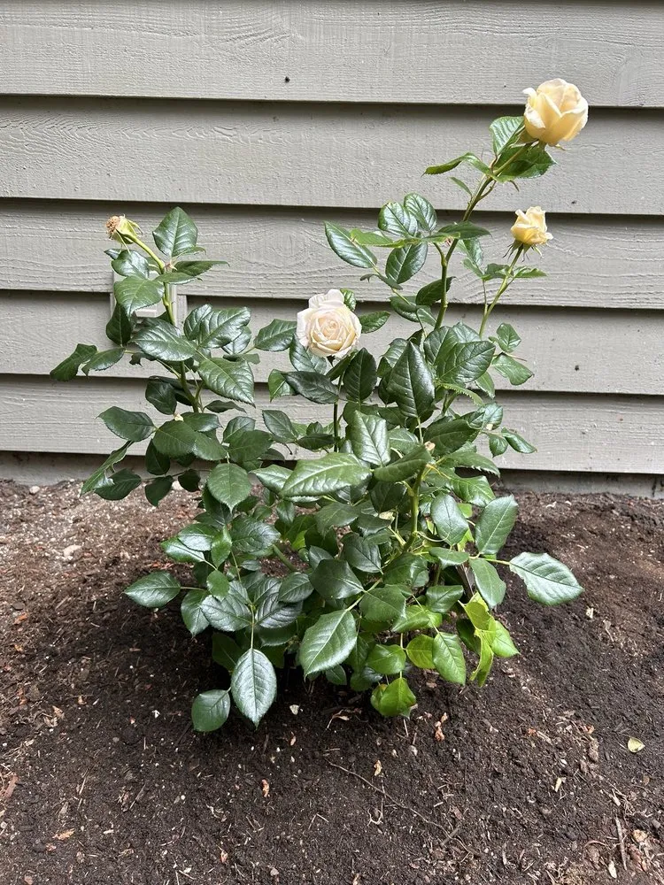 Custom landscape design near you across Bremerton, WA - Francisco’s Landscaping