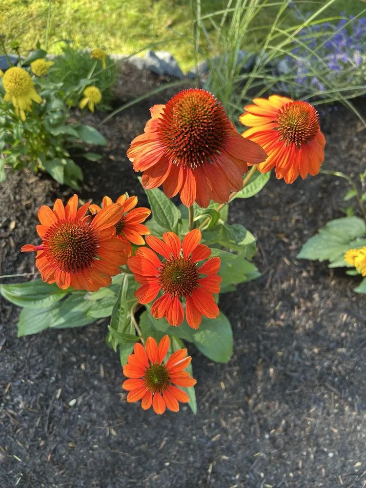 Top-rated landscape installation in Bremerton, WA - Francisco’s Landscaping