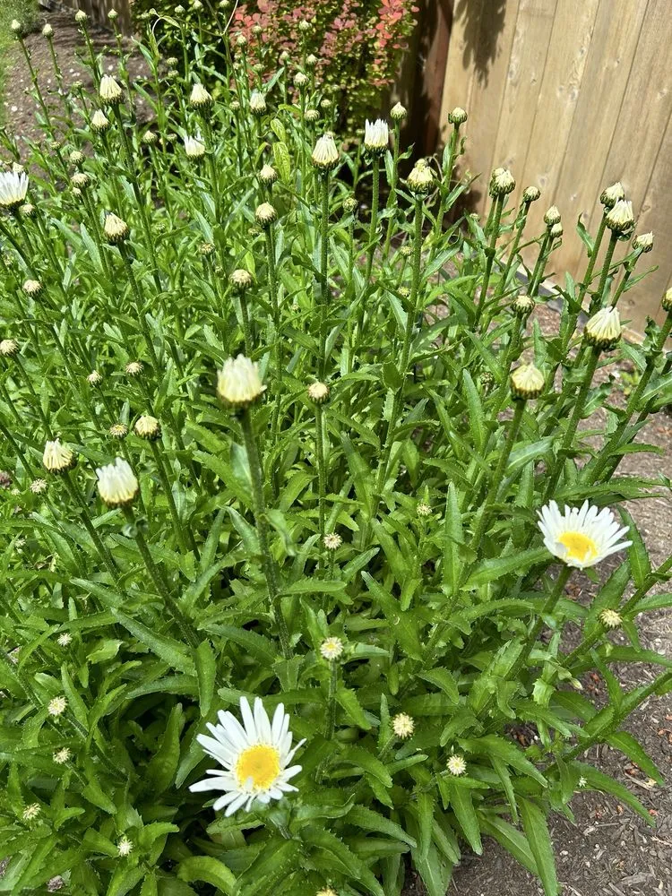 Top-rated garden landscaping for homes in Bremerton, WA by Francisco’s Landscaping