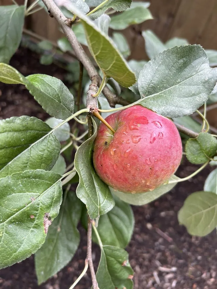 Local lawn care service for beautiful yards in Bremerton, WA by Francisco’s Landscaping