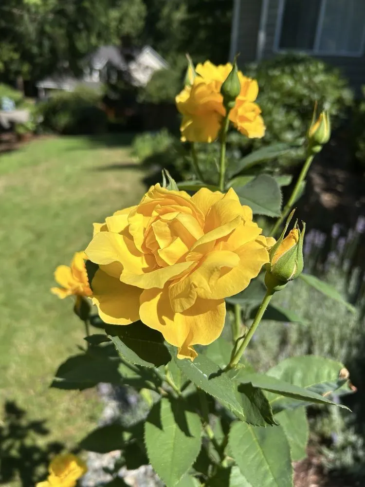 Reliable yard cleanup service experts serving Bremerton, WA - Francisco’s Landscaping