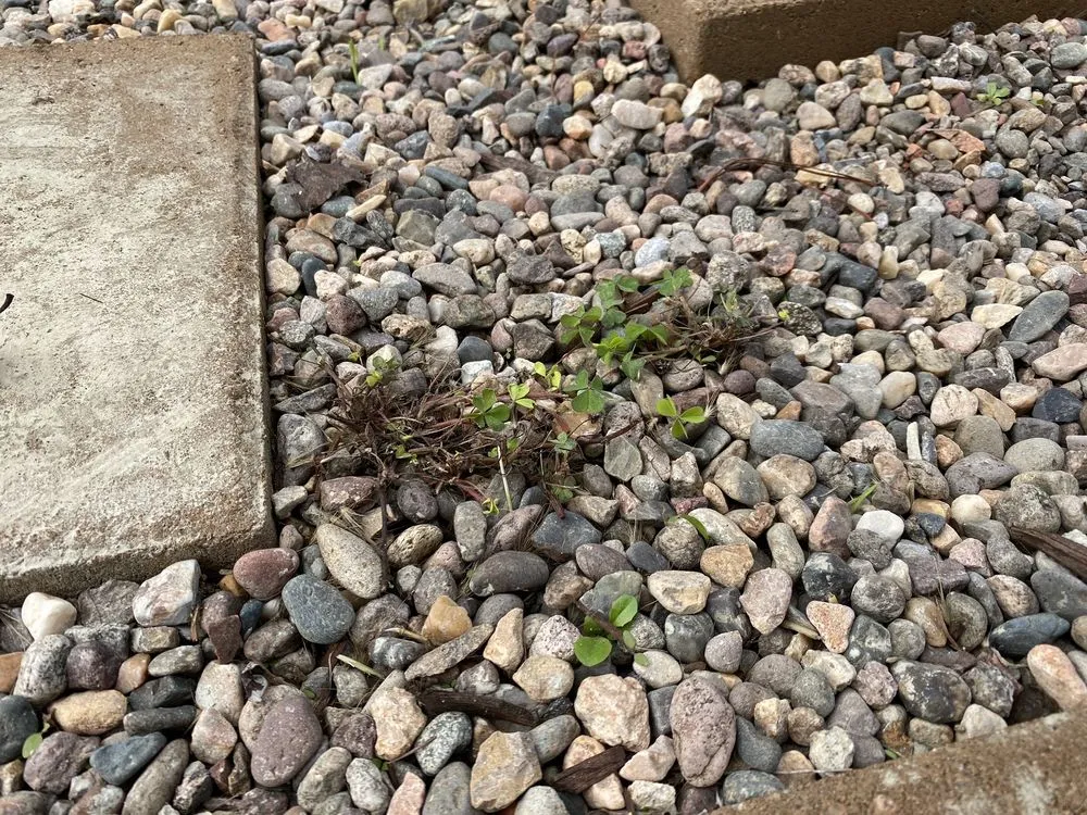 Trusted landscaping services for residential properties across Lawndale, CA - Franciscos Landscaping