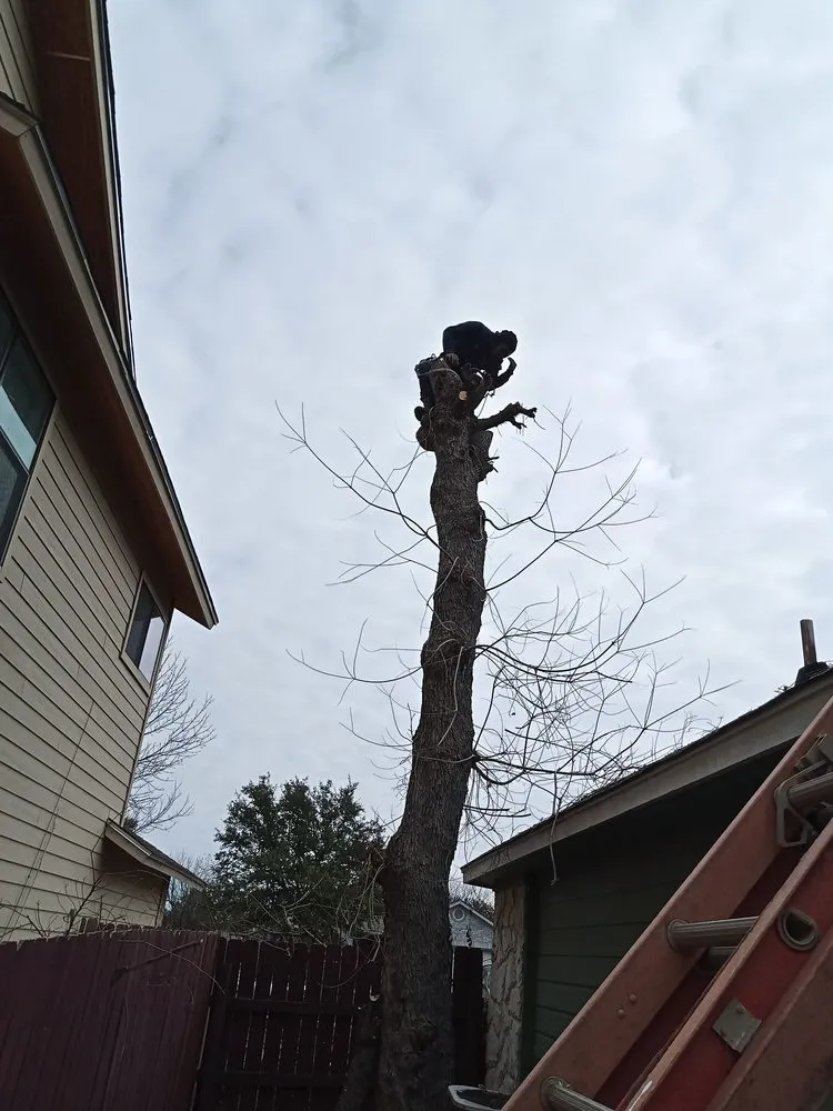 Top-rated residential landscaping experts serving Austin, TX - Francisco's Landscaping Services