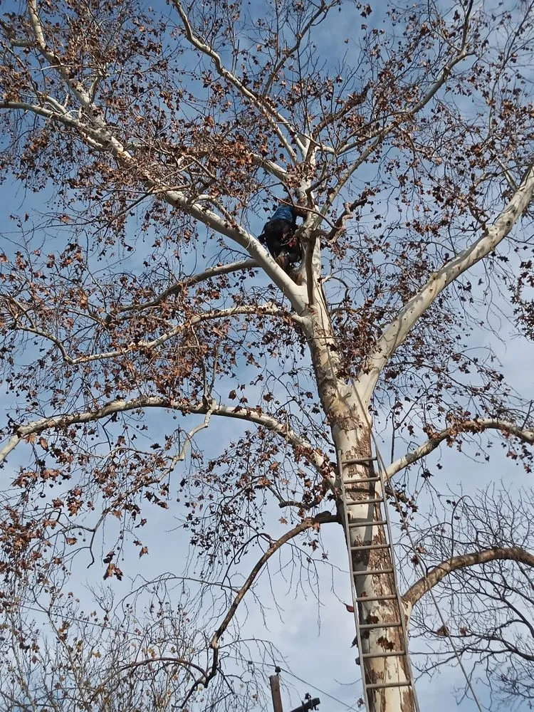 Custom outdoor landscaping in Austin, TX by Francisco's Landscaping Services