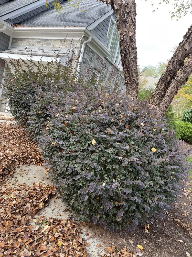 Expert landscape installation with custom design across Cary, NC - Francisco’s Lawn Care