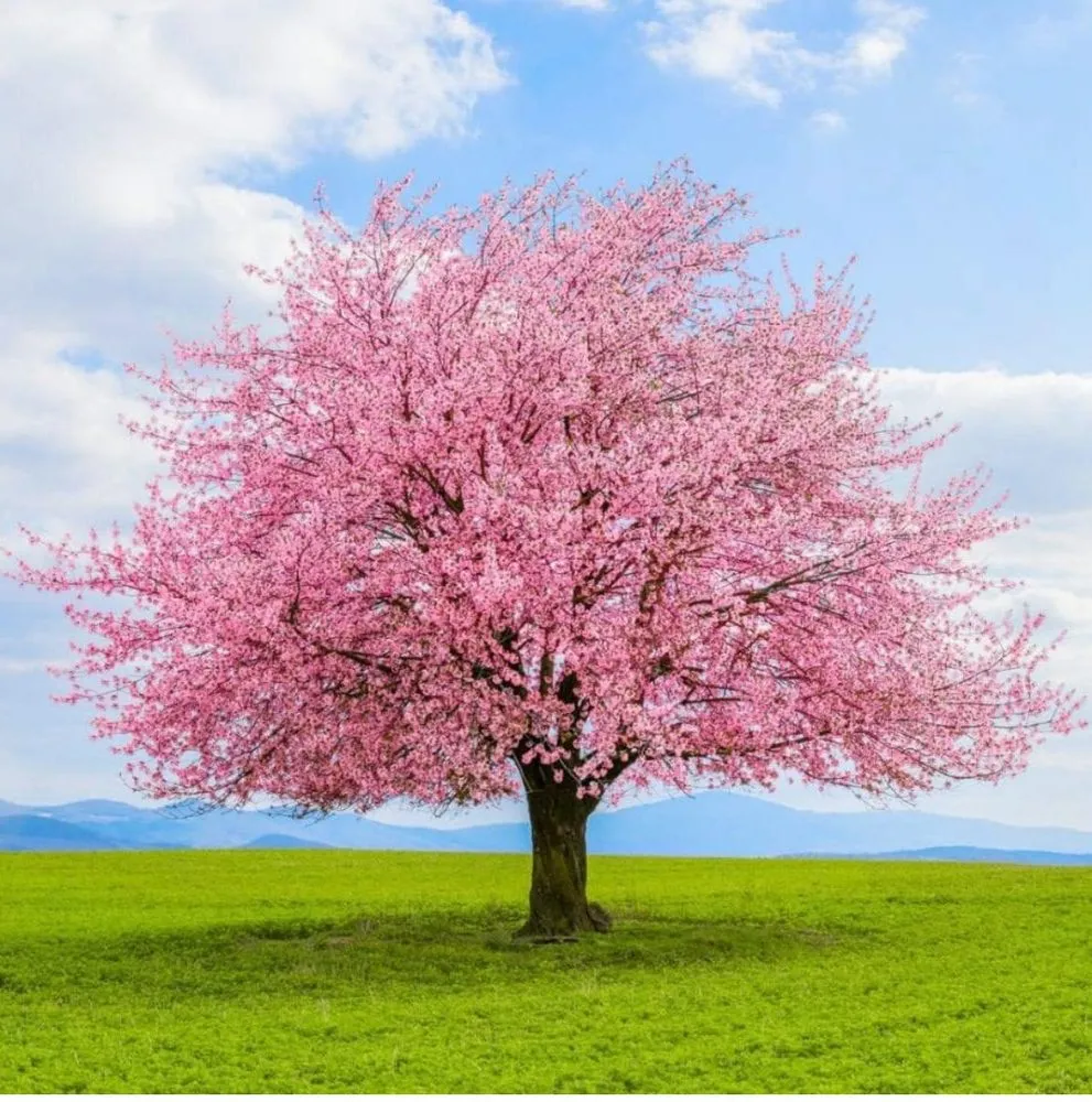 Trusted lawn mowing service for beautiful yards across Chicago, IL - Franco Landscape