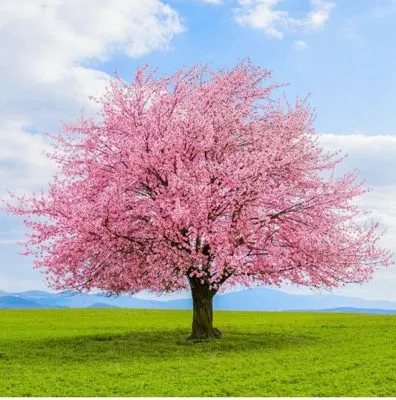 Franco Landscape Logo