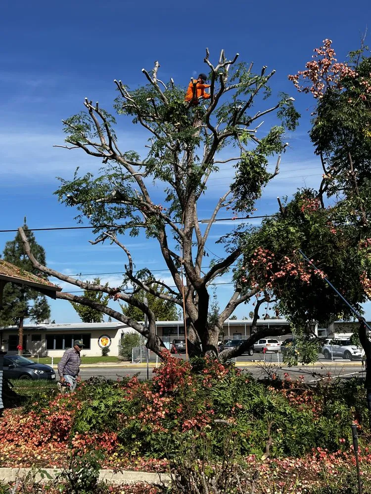 Top-rated landscape design in North Tustin, CA - Franco Landscape