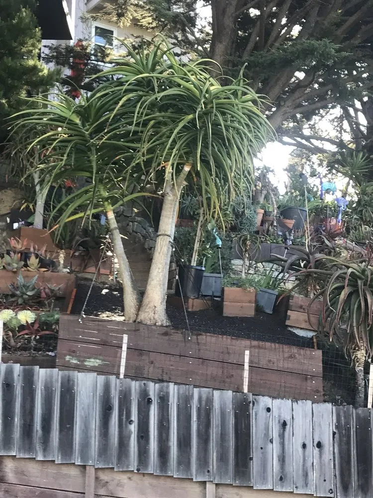 Reliable yard cleanup service near you across San Francisco, CA - Franco Landscaping And Maintenance LLC