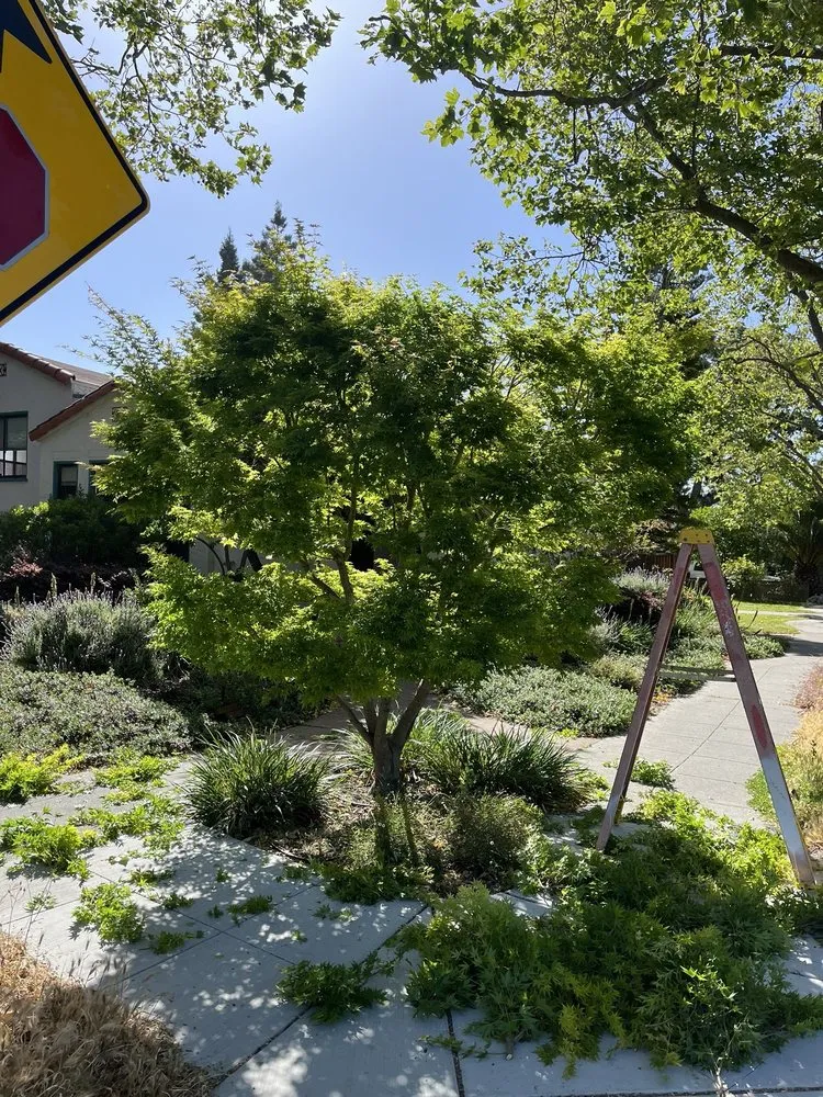 Top-rated landscape installation in East Palo Alto, CA - Franco Landscaping Family Business