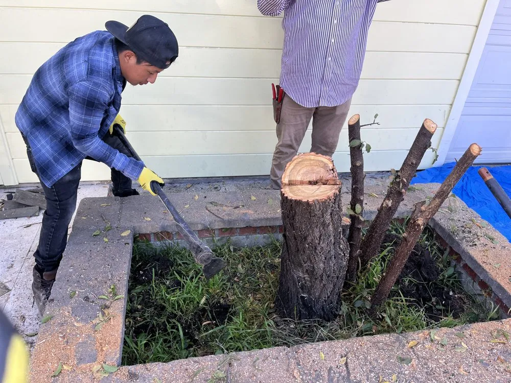Top-rated yard cleanup service experts serving East Palo Alto, CA - Franco Landscaping Family Business