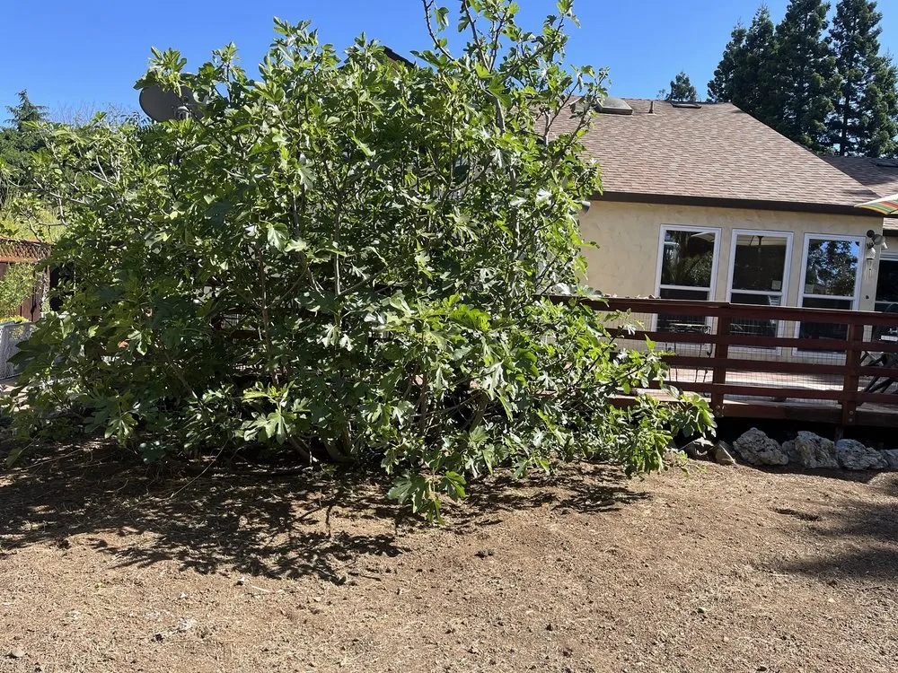 Professional outdoor landscaping experts serving East Palo Alto, CA - Franco Landscaping Family Business