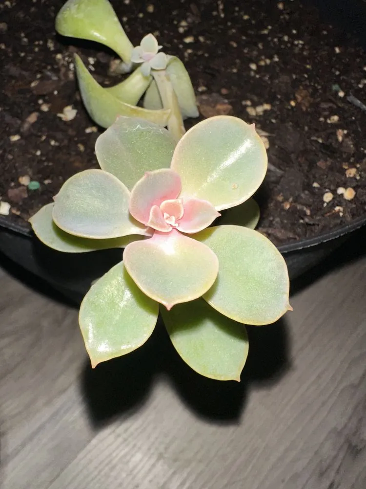 Expert yard maintenance with custom design in South Houston, TX by Franco Landscaping