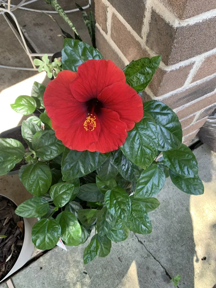 Professional landscaping services experts serving South Houston, TX - Franco Landscaping