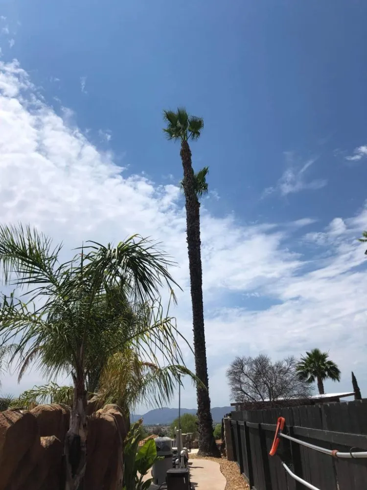 Expert landscape design experts serving Grand Terrace, CA - Franco Tree Services