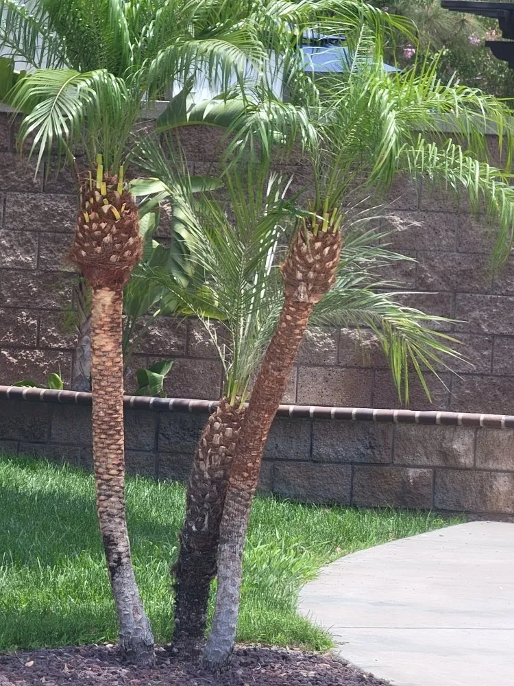 Reliable outdoor landscaping experts serving Grand Terrace, CA - Franco Tree Services