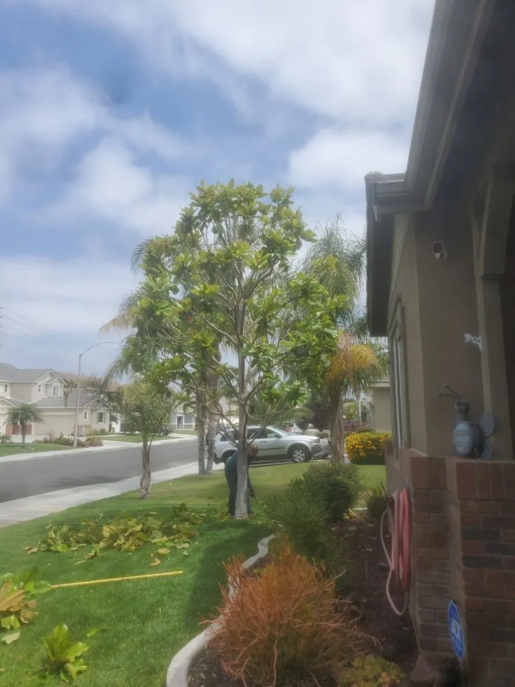 Top-rated landscaping services for year-round maintenance across Grand Terrace, CA - Franco Tree Services