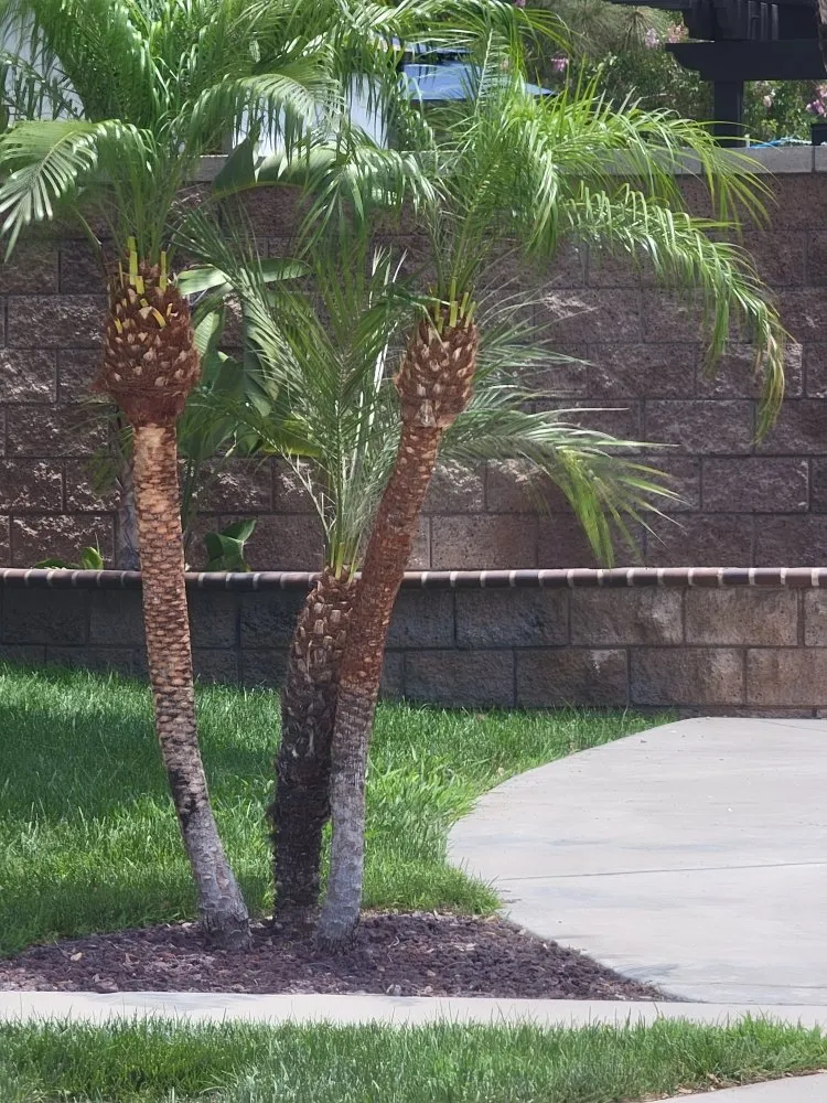 Custom lawn mowing service in Grand Terrace, CA - Franco Tree Services