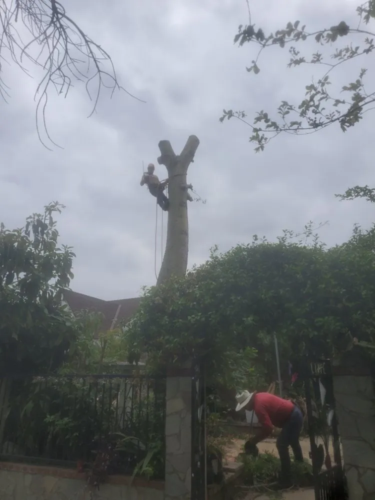 Expert yard cleanup service in Grand Terrace, CA by Franco Tree Services