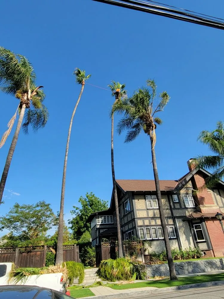 Custom garden landscaping in Grand Terrace, CA - Franco Tree Services