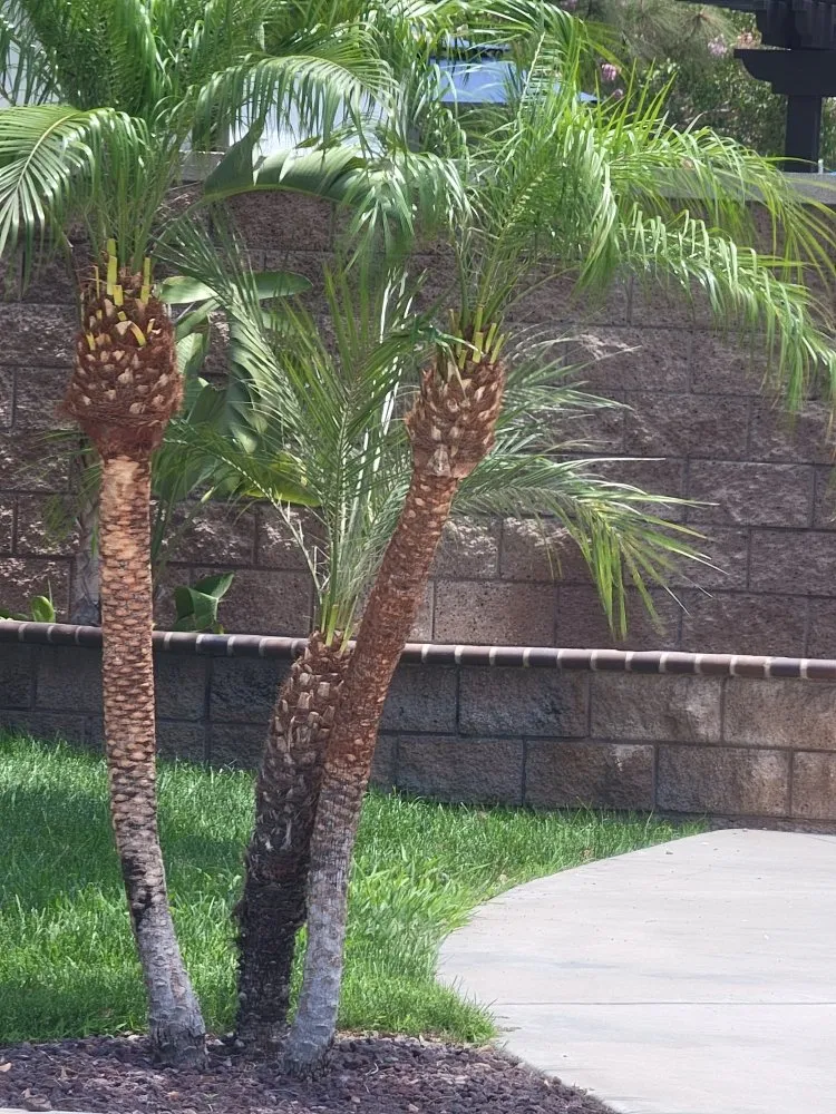 Reliable landscape design experts serving Grand Terrace, CA - Franco Tree Services