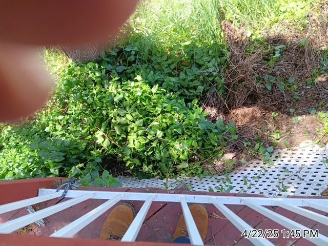 Custom lawn mowing service in Lakeport, CA - Franco's Landscaping