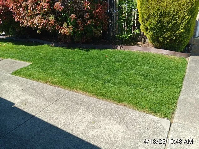 Local yard cleanup service experts serving Lakeport, CA - Franco's Landscaping