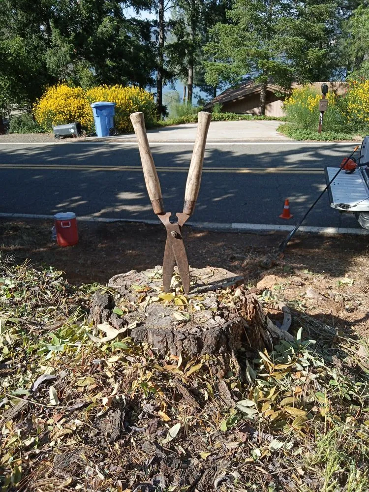 Local yard maintenance experts serving Lakeport, CA - Franco's Landscaping