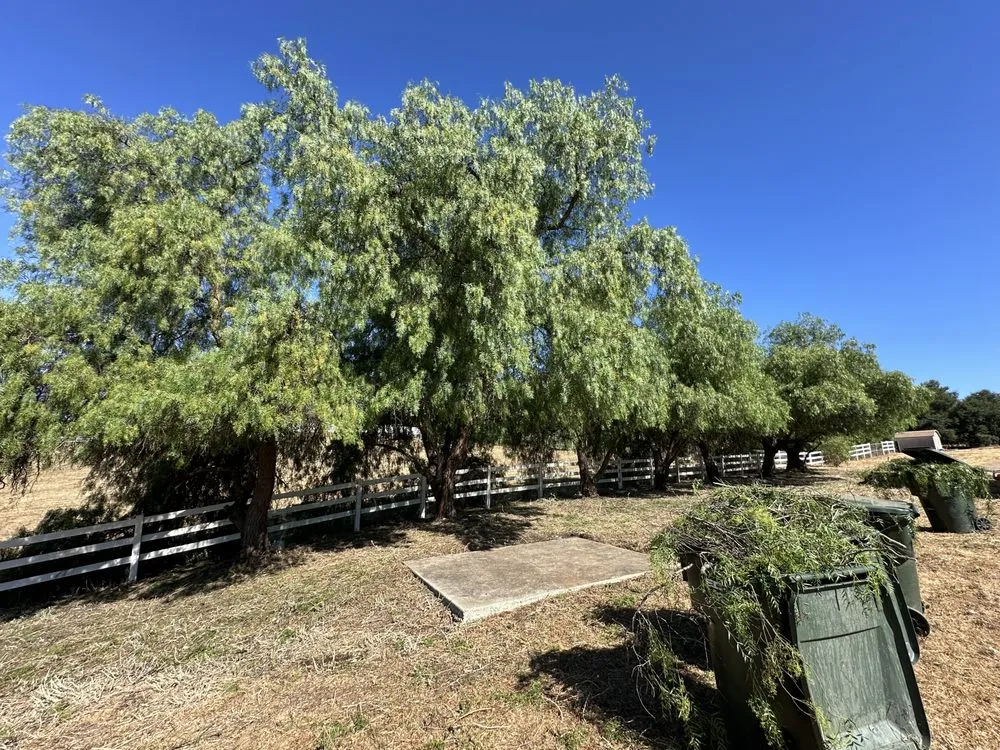 Custom yard cleanup service in Valley Center, CA by Franco’s Landscaping