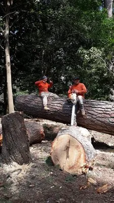 Franco's Lawn & Tree Service Logo