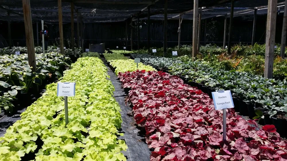 Affordable lawn care service in Marietta, GA - Frank A Smith Nurseries