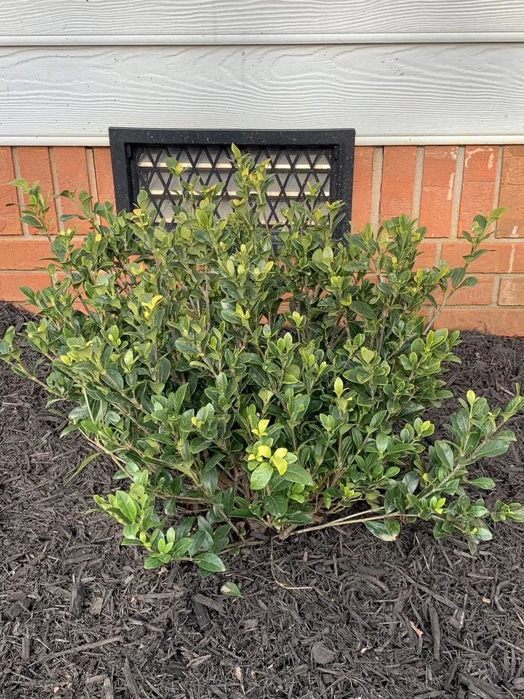 Affordable yard cleanup service experts serving Marietta, GA - Frank A Smith Nurseries