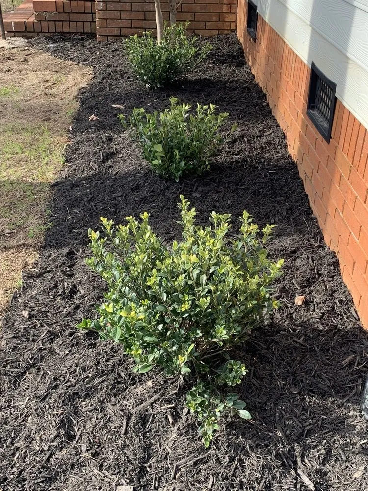 Top-rated yard maintenance for homes across Marietta, GA - Frank A Smith Nurseries