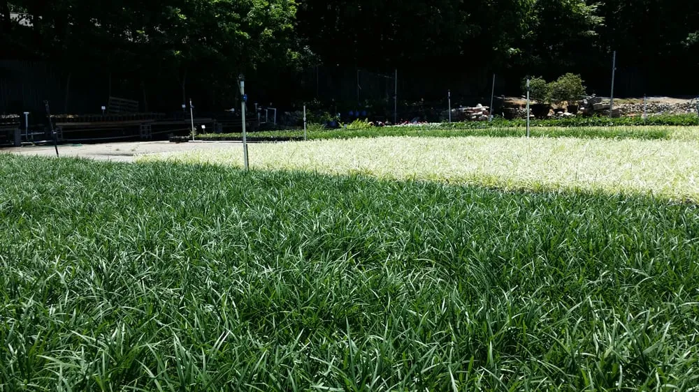 Professional garden landscaping in Marietta, GA by Frank A Smith Nurseries