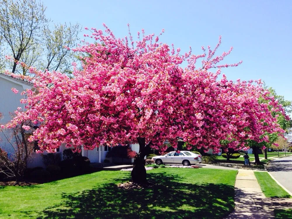 Professional yard maintenance in Westbury, NY by Frank Abbatiello Landscaping