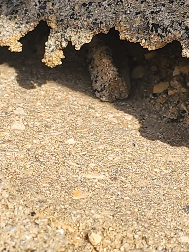 Expert residential landscaping for homes in Gary, IN by Frank Executives Cuts