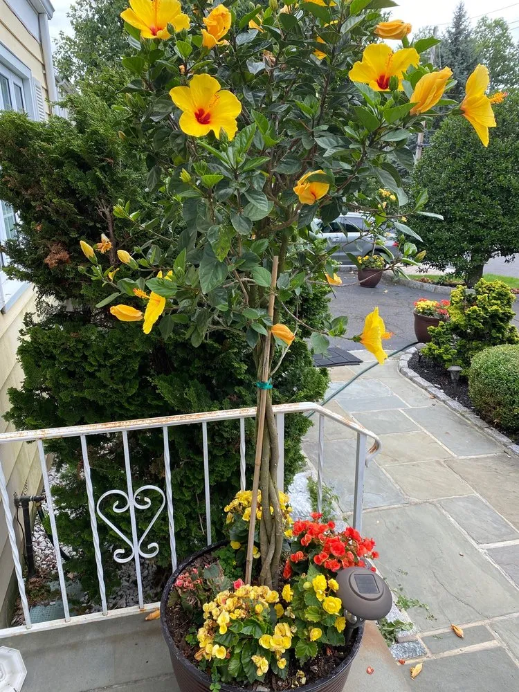 Reliable lawn mowing service in Scarsdale, NY - Frank Franciamore Landscaping & Lawn Maintainence