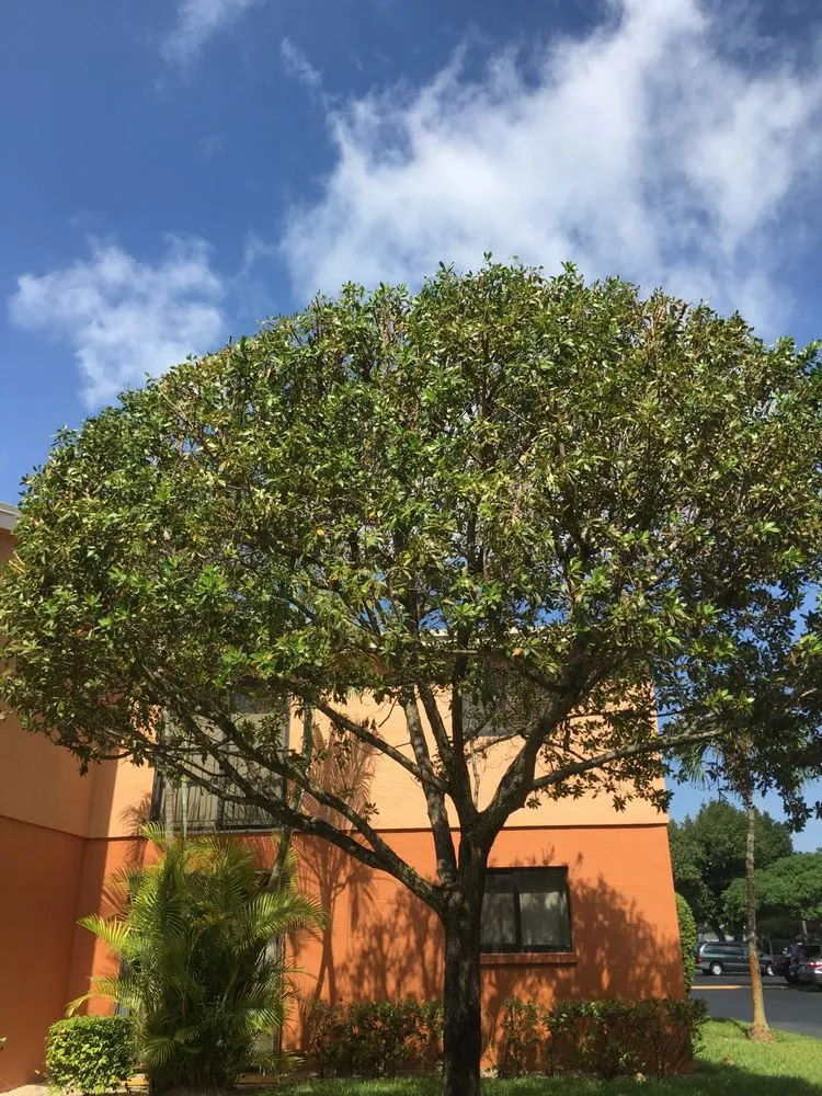 Trusted lawn mowing service in Boynton Beach, FL - Frank Lawn Service and Project Landscape