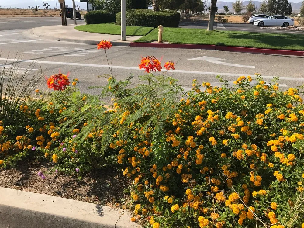 Expert yard cleanup service with custom design in Lancaster, CA by Frank Mattison Landscape